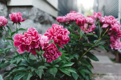 Close-up of pink flowers