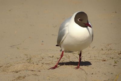 Seagull at beach