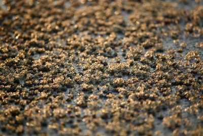 Close-up of pebbles on sand