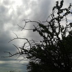 Low angle view of bare trees against cloudy sky