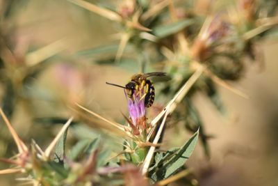 Close-up of insect on purple flower