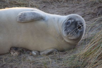 Close-up of animal lying on field