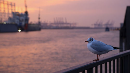 Seagull perching on railing against sky during sunset