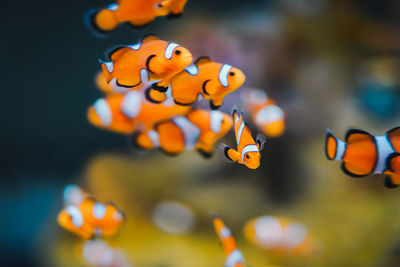 Close-up of fish swimming in sea