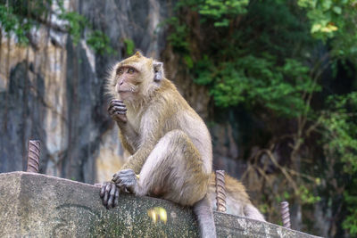 Low angle view of monkey on retaining wall