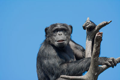 Low angle view of monkey sitting against clear blue sky