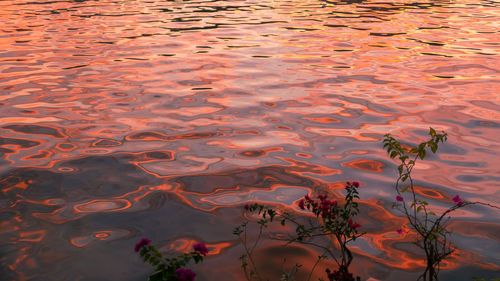 High angle view of leaf floating on water