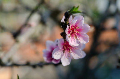 Close-up of pink flowers blooming outdoors