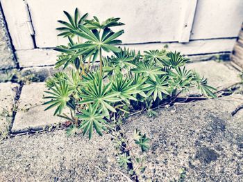 High angle view of potted plant on wall