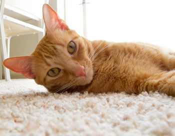 Portrait of ginger cat lying on floor