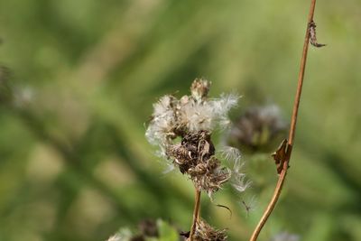Close-up of wilted plant