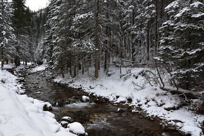 Snow covered land and trees in forest