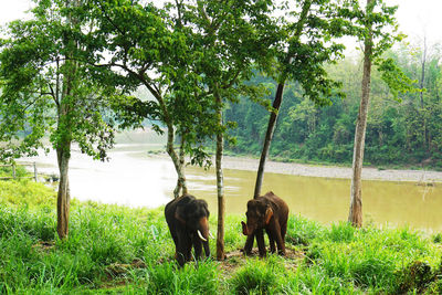 Horses on field by trees against sky