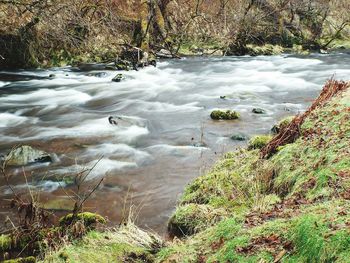 River flowing through forest