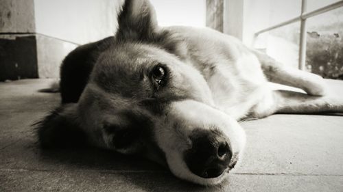 Close-up of dog lying down