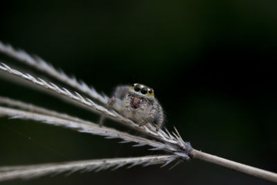 Close-up of spider