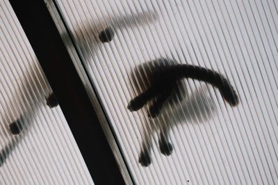 Close-up of bird on floor