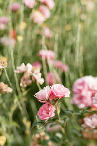 Close-up of pink flowers