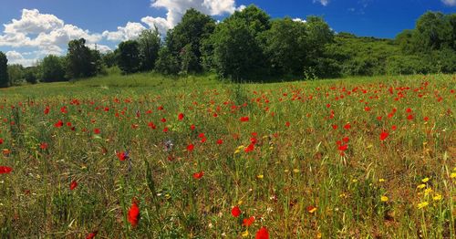 Red poppy flowers growing in field