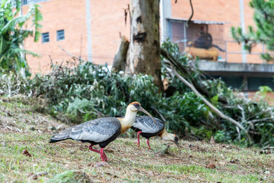 Ducks on a field