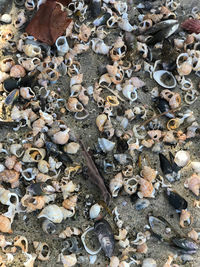 High angle view of seashells