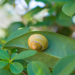 Close-up of snail on leaves