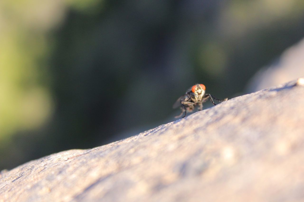 one animal, animal themes, animals in the wild, wildlife, insect, selective focus, close-up, tree trunk, focus on foreground, zoology, nature, arthropod, day, outdoors, vibrant color