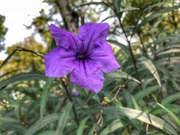 Close-up of blue flower blooming outdoors