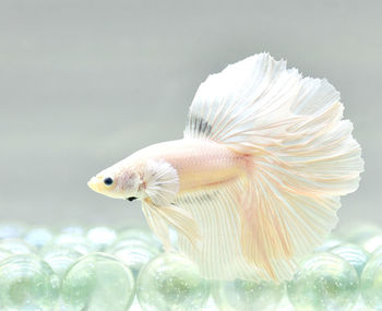 Halfmoon multi color betta fish from thailand or siamese fighting fish isolated in grey background