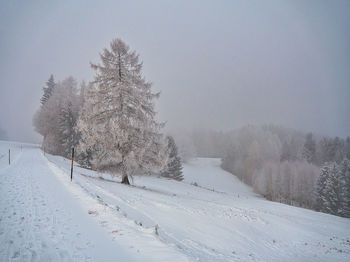 Trees on snow covered field against sky