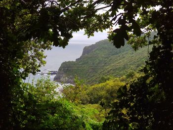 Scenic view of forest against sky