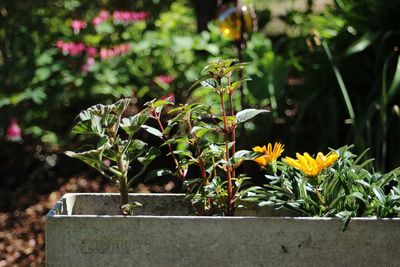 Close-up of potted plant in flower pot