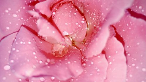 Close-up of raindrops on pink rose flower