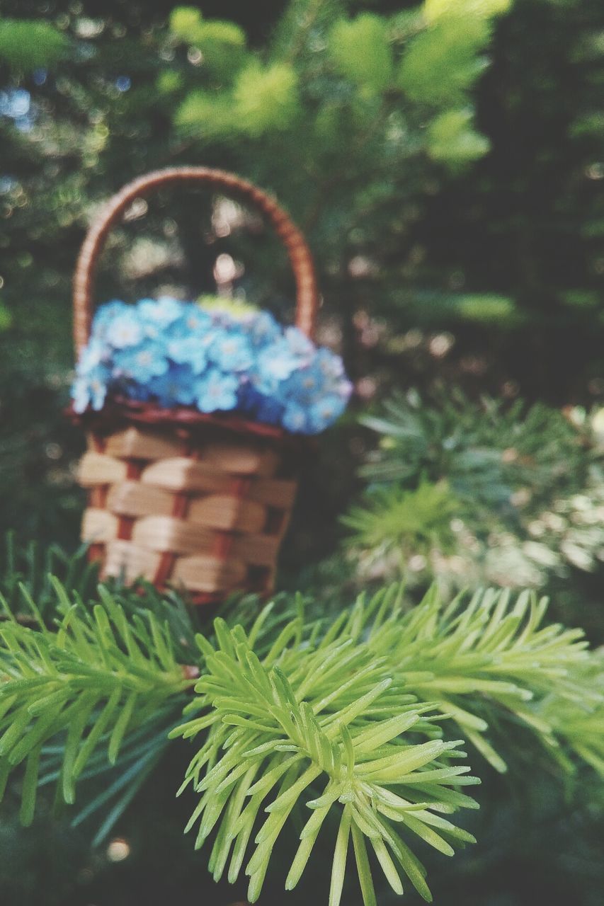 plant, tree, day, green color, growth, one person, nature, focus on foreground, leaf, plant part, outdoors, close-up, celebration, real people, holiday, childhood, christmas tree, women, selective focus, christmas ornament