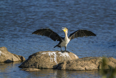 Bird flying over sea