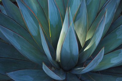 Close-up of plant