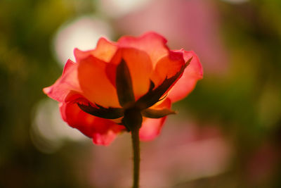 Close-up of red flowering plant