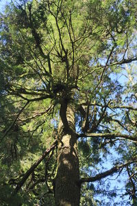 Low angle view of tree in forest