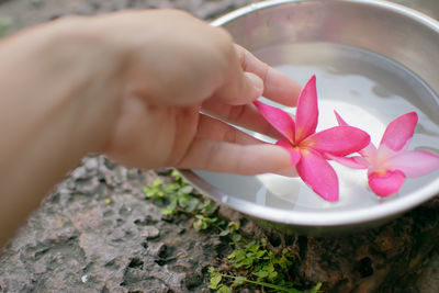 Close-up of hand holding pink flower