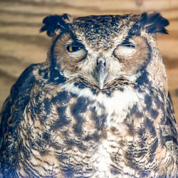 Close-up portrait of owl