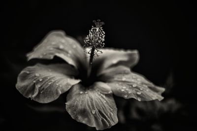 Close-up of wet flower against black background