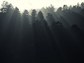 Silhouette of trees in forest during foggy weather