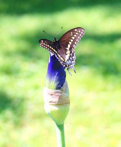 Close-up of butterfly