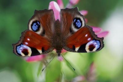 Close-up of butterfly perching on flower