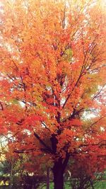 Low angle view of autumn trees