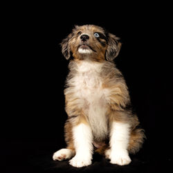 Dog looking away against black background