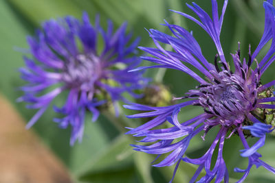 Close up of perennial cornflowers in bloom