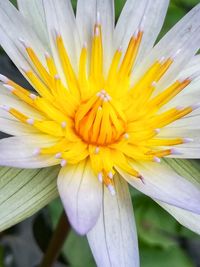 Close-up of yellow flower blooming outdoors