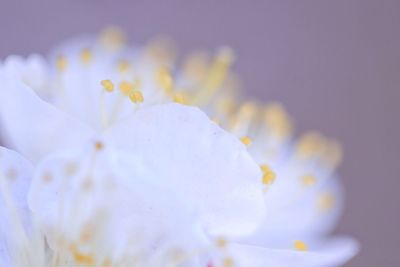 Close-up of white flower growing outdoors