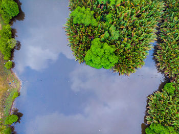 Reflection of tree in lake against sky